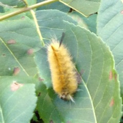 Tussock Moth